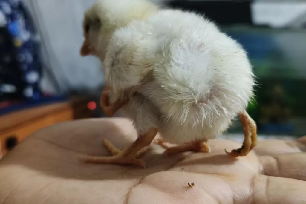 Anak Ayam Berkaki Empat Hebohkan Pamekasan, Pemilik Pilih Rawat Sendiri