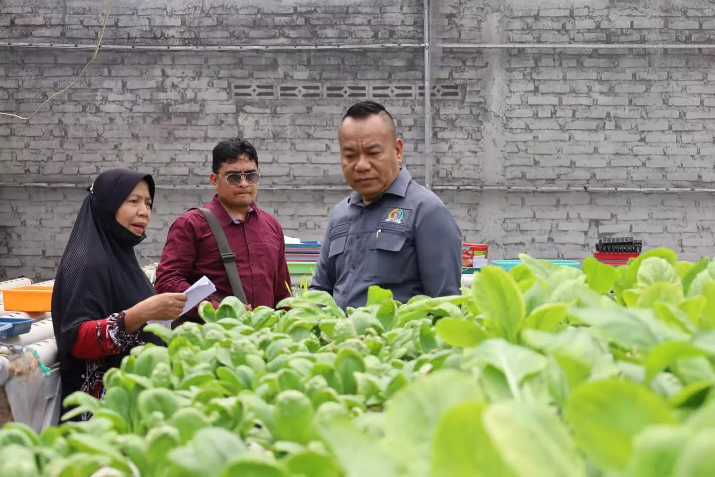 Cak Yebe Dorong Urban Farming di Kedurus Berkembang Jadi Kekuatan Ekonomi Warga