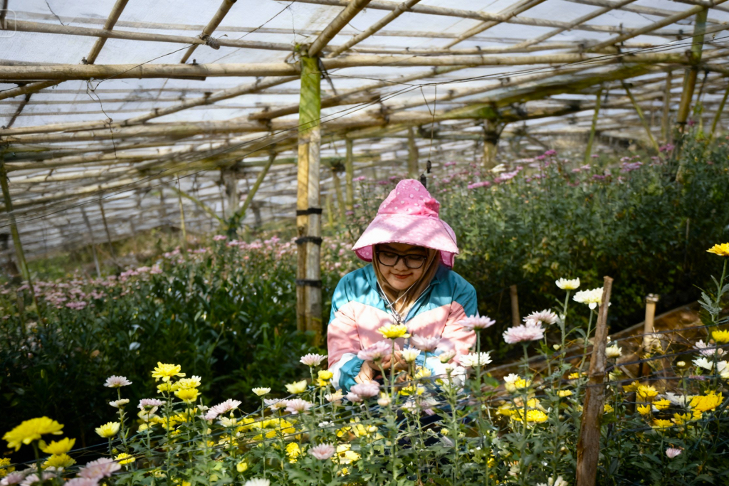 Panen Tak Pernah Berhenti, Kecamatan Tutur Pasuruan Jadi Sentra Bunga Krisan
