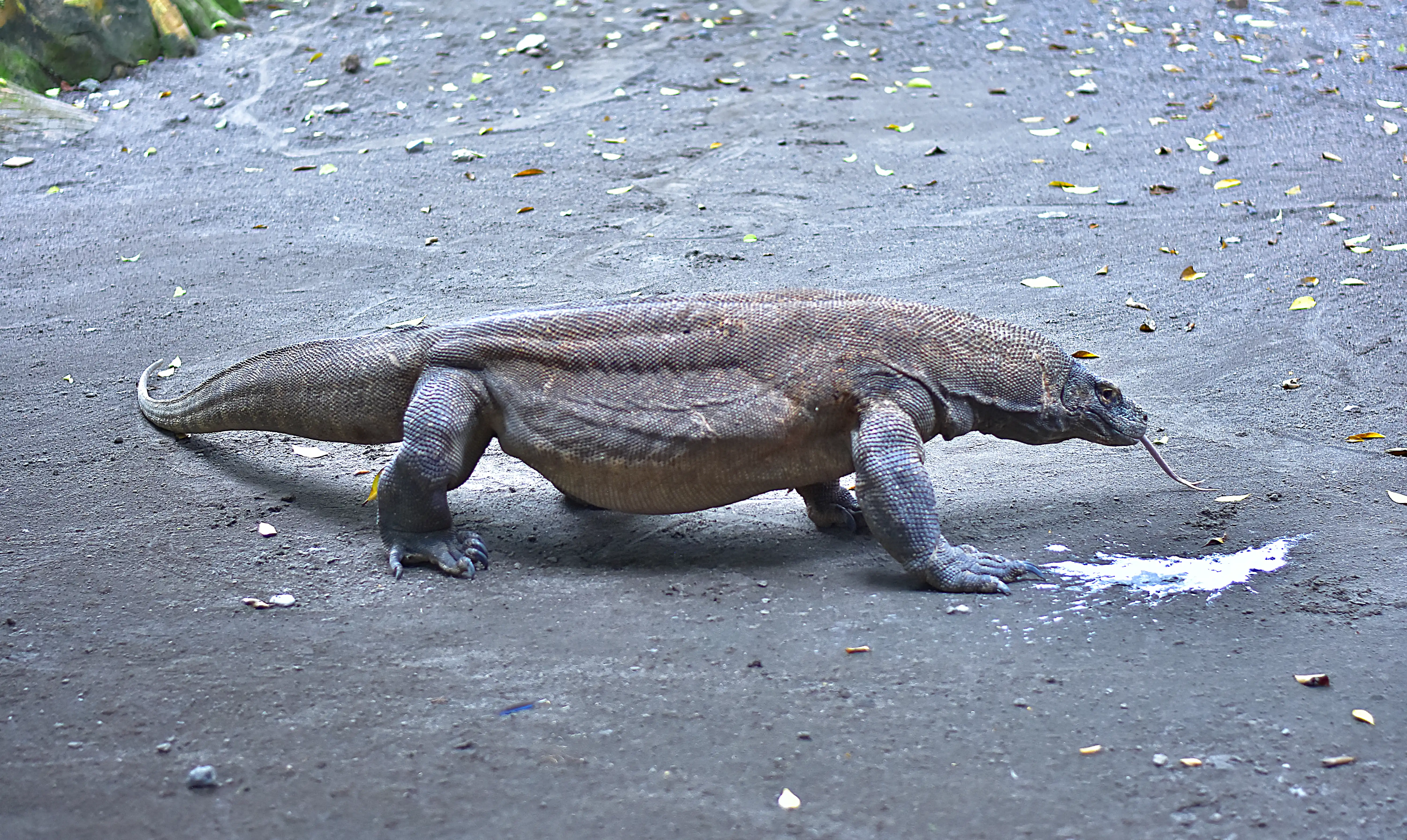 Keberhasilan KBS Surabaya Kembangkan Komodo Tarik Minat iZoo Jepang
