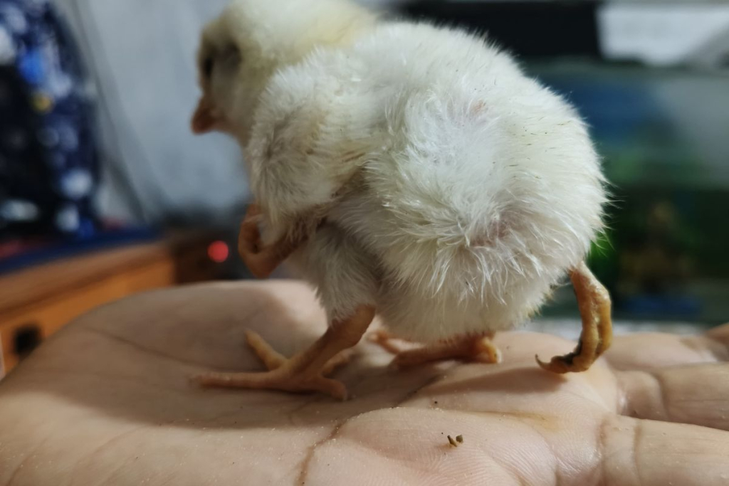 Anak Ayam Berkaki Empat Hebohkan Pamekasan, Pemilik Pilih Rawat Sendiri
