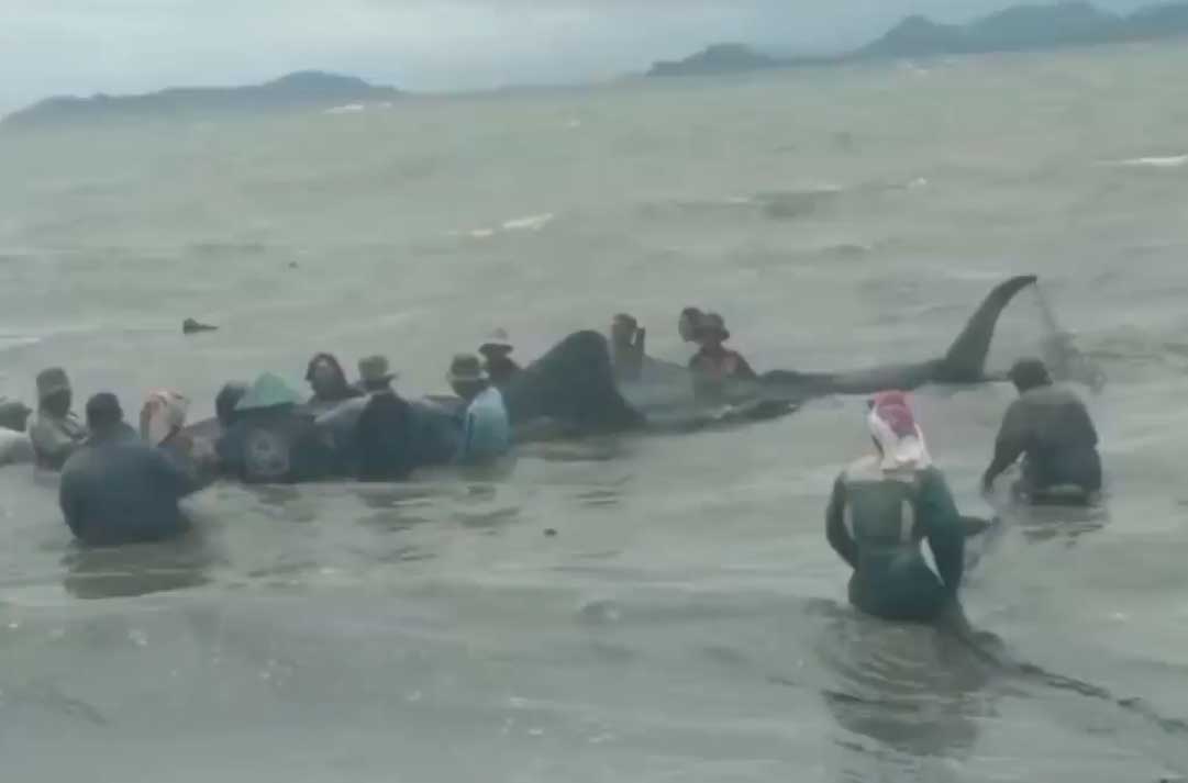 Hiu Bantul Seukuran Mobil, Masuk ke Jaring Nelayan Sukaraja