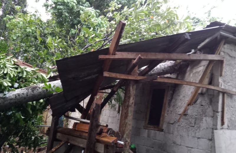 Hujan Angin Intensitas Tinggi di Bogor, Pohon Tumbang dan 4 Rumah Rusak